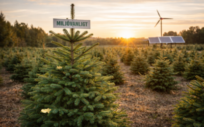 Därför bör du köpa miljövänligt odlade granar